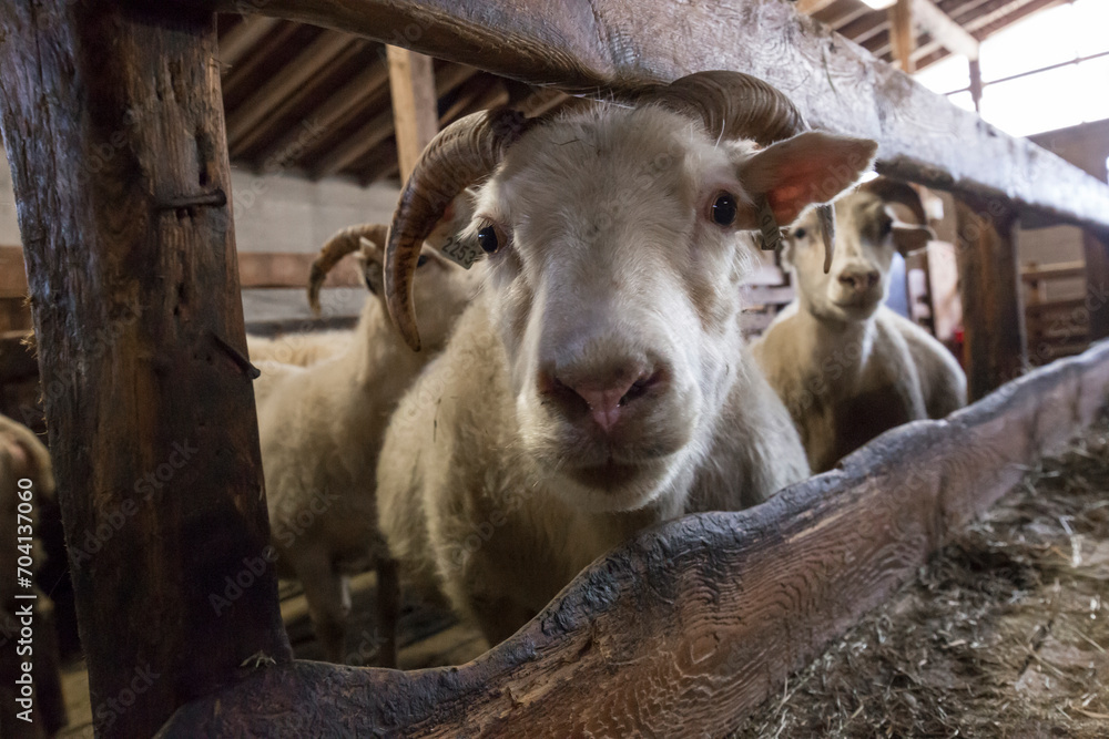 sheep farming iceland sheep farming iceland