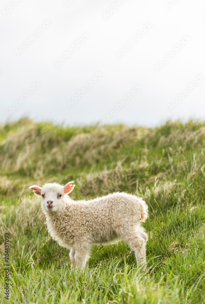 young lambs near Skogafoss waterfall, Iceland young lambs near Skogafoss waterfall, Iceland