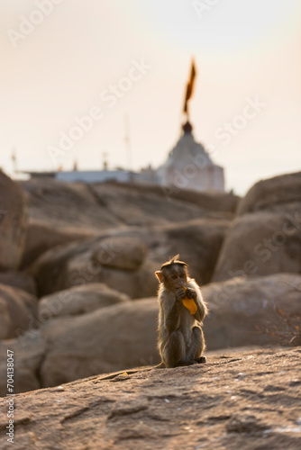 Wallpaper Mural monkey infront of temple, Hampi, India  Torontodigital.ca