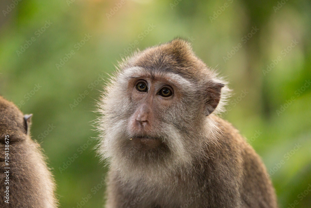 Monkeys, Ubud, Bali