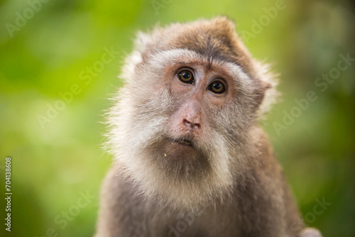 Monkeys  Ubud  Bali