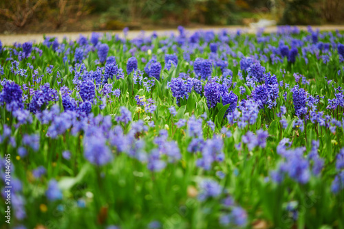Many blue and purple hyacinths in the green grass in a park of Paris, France on a nice spring day
