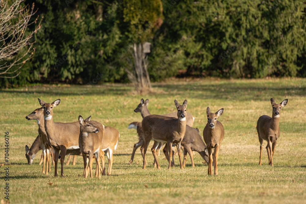 Curious Group of White-Tailed Deer Looking at Camera Curious Group of White-Tailed Deer Looking at Camera