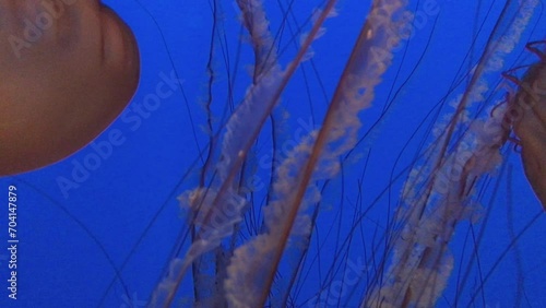 Sea Nettle Jellyfish In Their Habitat
