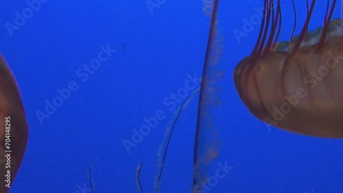 Sea Nettle Jellyfish In Their Habitat