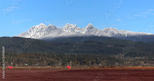Purple blueberry fields and Golden Ears Mountains