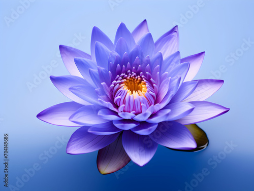lotus flower in studio background, single lotus flower, Beautiful flower images © Akilmazumder