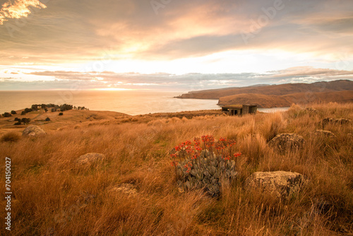 Sunrise at Godley Head with flowers - Banks Peninsula, New Zealand - 01