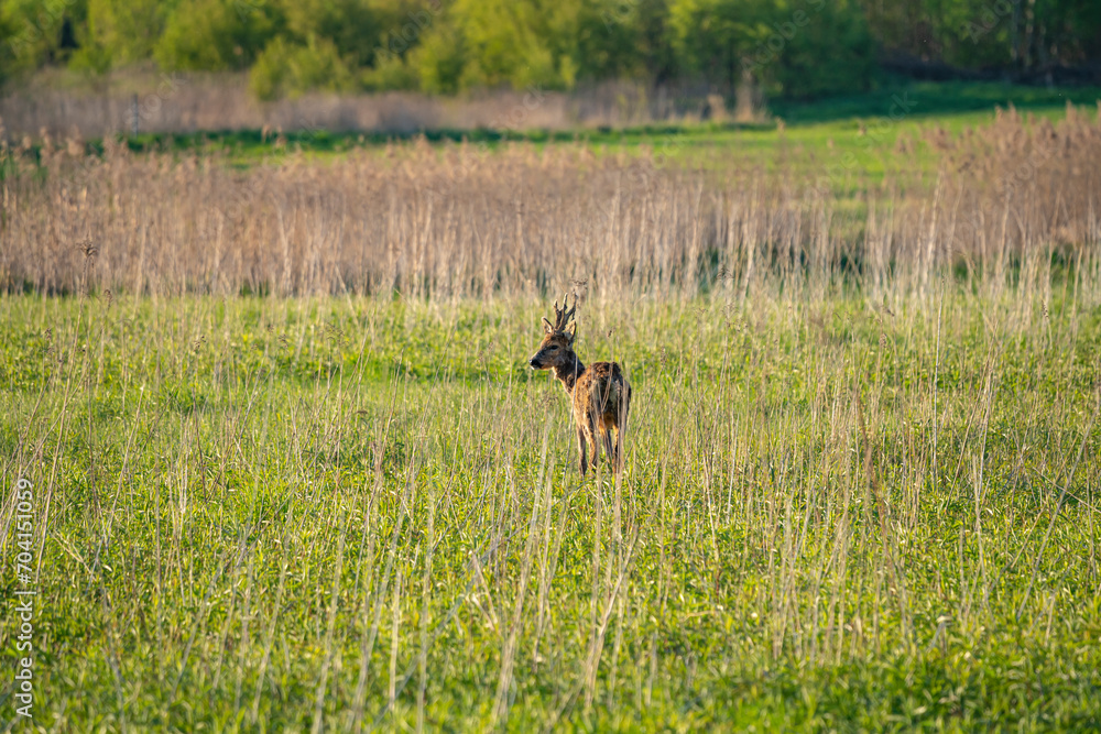 a young goat in the meadow, a young goat eating, a young deer in the meadow a young goat in the meadow, a young goat eating, a young deer in the meadow