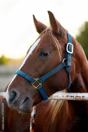 Portrait of a sorrel quarter horse with a blue halter looking over a rusty metal fence.
