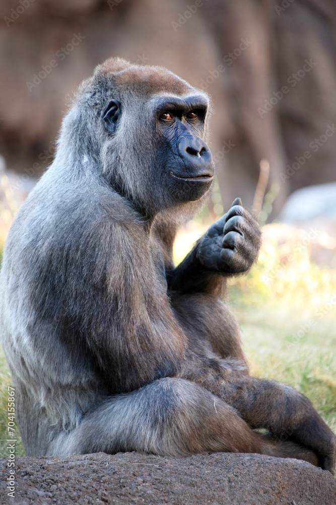 Portrait of a beautiful Silverback Gorilla sitting on a rock.