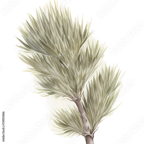 pine tree plant watercolor illustration sketch isolated no background