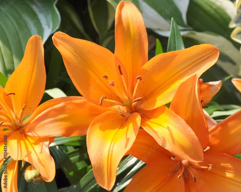 Obraz premium orange tiger lily