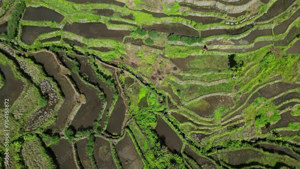 Aerial tilt view of picturesque Batad Rice Terraces in Ifugao Province, Luzon Island, Philippines, 4k