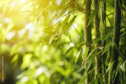 Sunlit bamboo canopy in a peaceful forest, bamboo in sunlight, green bamboo background