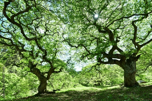 シデ　大朝のテングシデ群落　新緑　国指定天然記念物　広島県 天狗シデ  © KEIKO