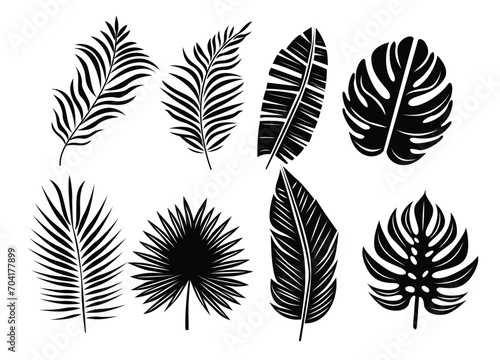 Beautiful Palm Tree Leaf Silhouette Background	