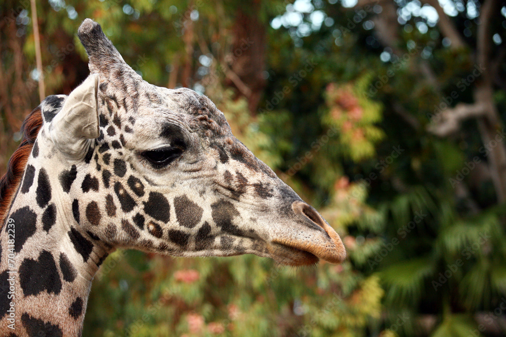 Close-up portrait of a beautiful giraffe. Close-up portrait of a beautiful giraffe.
