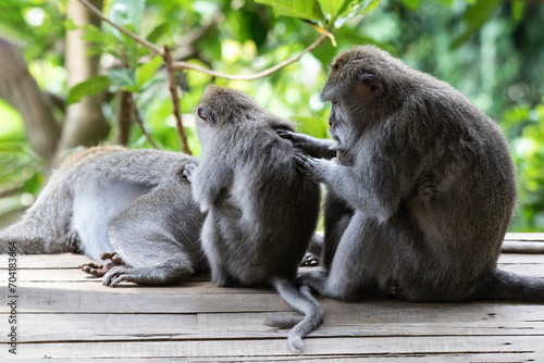 Photography Three Balinese long tailed monkeys (Macaque) in Ubud, Bali, Indonesia (Macaca Fascicularis)