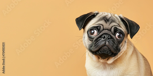 Adorable pug puppy with curious questioning face isolated on light blue background with copy space.