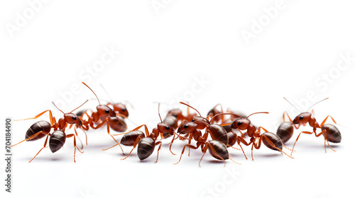 group of ants on white background with copy space, empty space photo