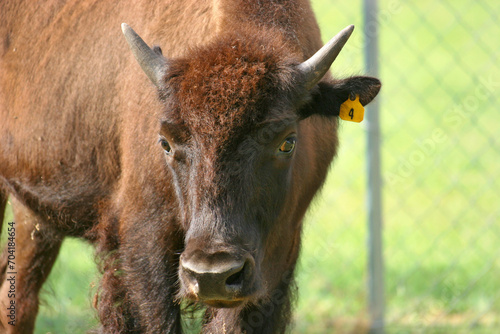 A young American Bison (buffalo) standing up in a fenced pasture and looking at the camera.