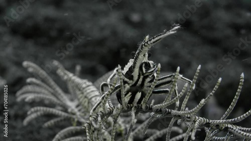 A striped crab sits on a sea lily with its only claw raised.
Feather star squat lobster (Allogalathea elegans) Squat lobsters (Galatheidae) 2 cm ID: longitudinal dark stripe down the carapace. photo