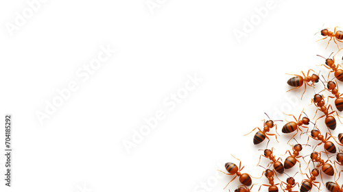 group of ants on white background with copy space, empty space © Kpow27