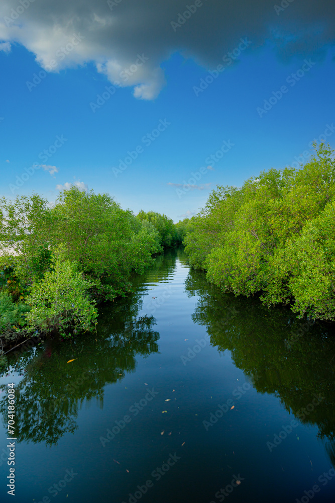Tropical mangrove forest under sunlight with cloudy blue sky in phang nga bay, Thailand.