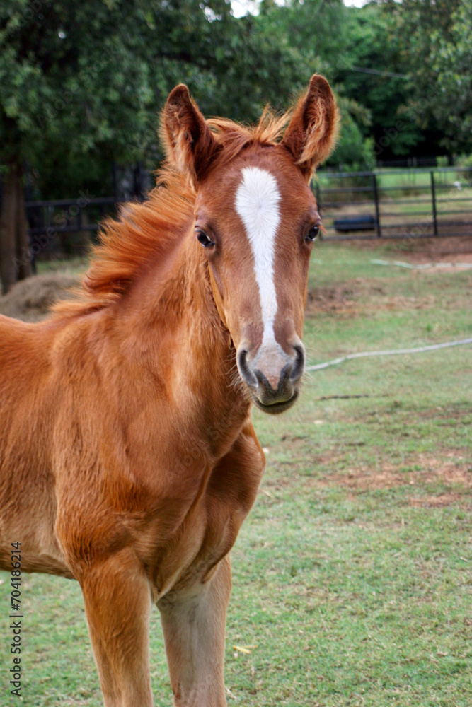 Sorrel quarter horse foal standing in a pasture and looking at the camera. Sorrel quarter horse foal standing in a pasture and looking at the camera.