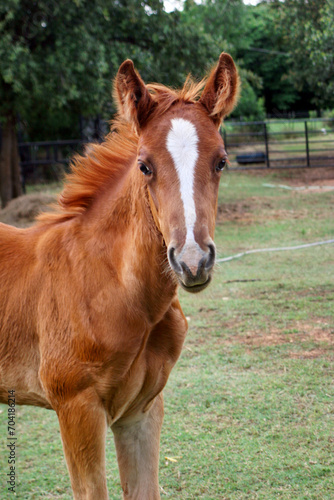 Sorrel quarter horse foal standing in a pasture and looking at the camera.