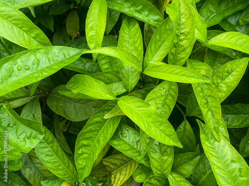 Nature green leaves backgound with  copy space for text or design tropical forest,