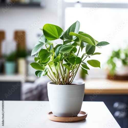 A beautiful potted plant sits on a kitchen counter