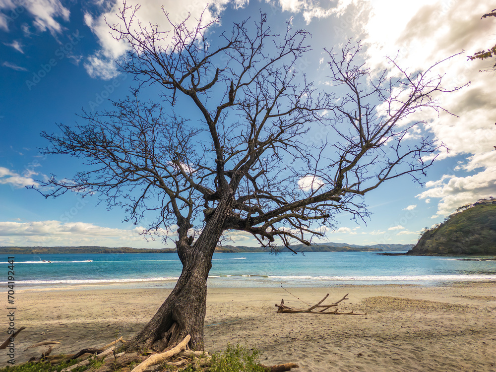 dead manchineel tree on the sandy beach of Papagayo Peninsula, Costa Rica dead manchineel tree on the sandy beach of Papagayo Peninsula, Costa Rica