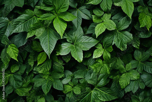 Close up photograph of a natural scene, lush green leaves