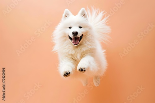 Dog Samoyed breed smile happiness on Peach Fuzz color theme photo