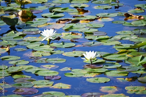 Lily Pads and Flowers