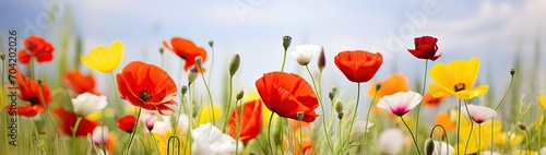 Detail of a spring field in full bloom with red poppies in selective focus among unfocused yellow and white flowers. Horizontal panoramic image with cloudy white sky.