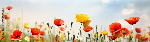 Detail of a spring field in full bloom with red poppies in selective focus among unfocused yellow and white flowers. Horizontal panoramic image with cloudy white sky.