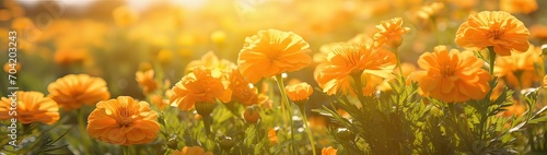 Marigold flowers in the meadow