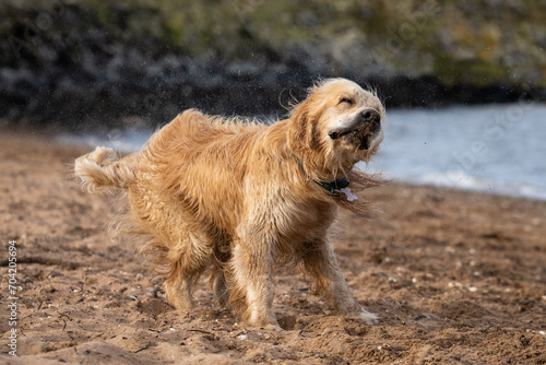 Dirty Sandy Dog Shaking Sand Off At The Beach
