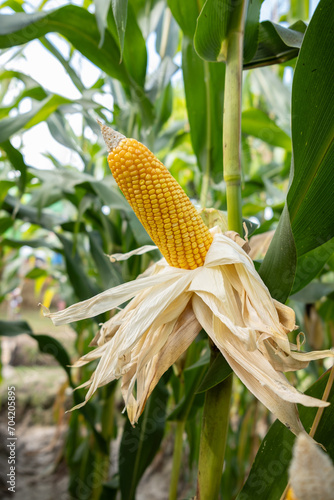 Ripe corn cob. Fresh maize with green leaves in the cornfield. Waiting for harvest