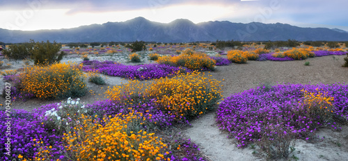 Colorful wildflowers at Anza Borrego state park, California. photo