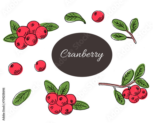 Hand drawn cranberry sketch multicolored background. Vector illustration can used for label, banner and flyer. Woodland berry. 