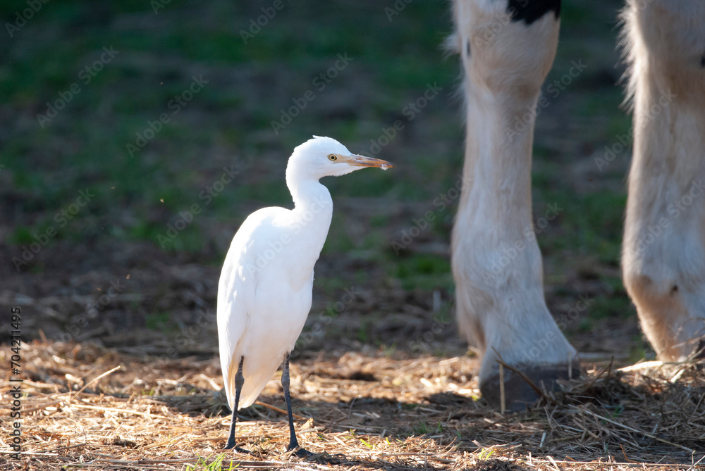 Western Cattle Egret foraging near horses Western Cattle Egret foraging near horses