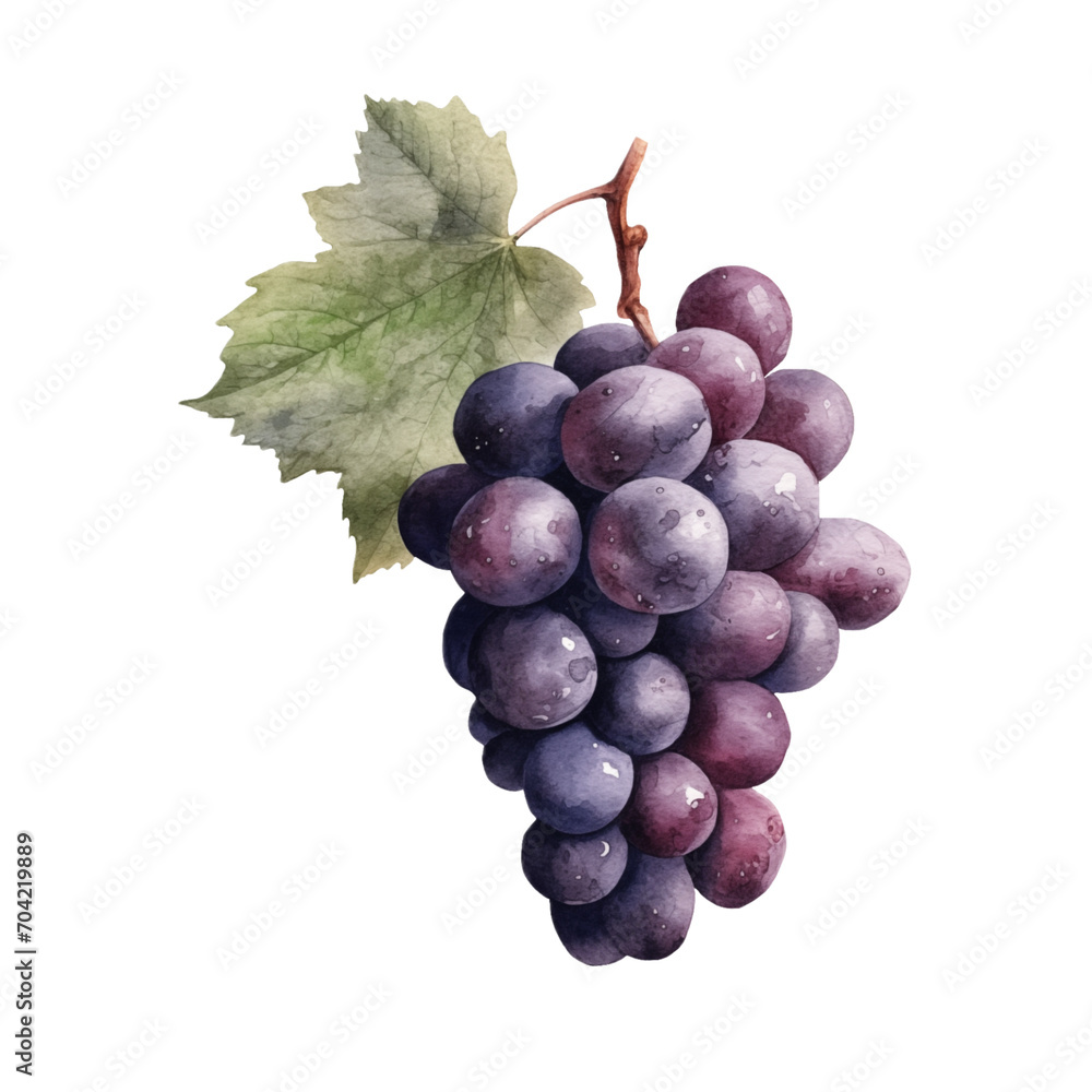 Fototapeta premium Grape Watercolor