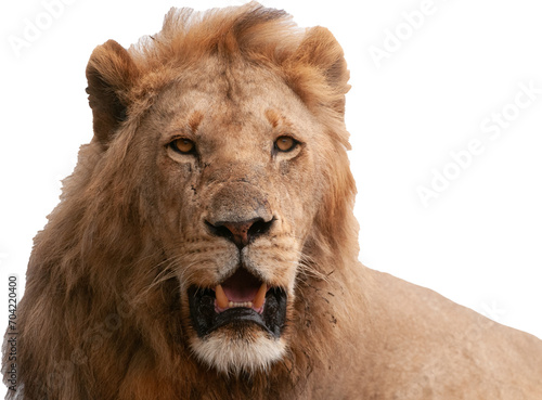 Fototapeta Naklejka Na Ścianę i Meble -  Male lion PNG, transparent background
