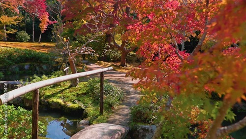 autumn Japanese garden in Kyoto on a sunny day with an ornamental pond and a bridge with red maple trees, Japanese momiji, travelling in Japan, Kyoto photo