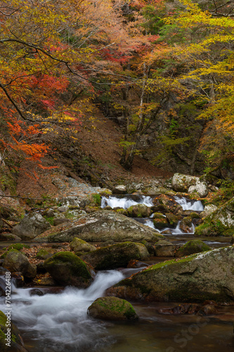 紅葉最盛期の本谷川渓谷と清流