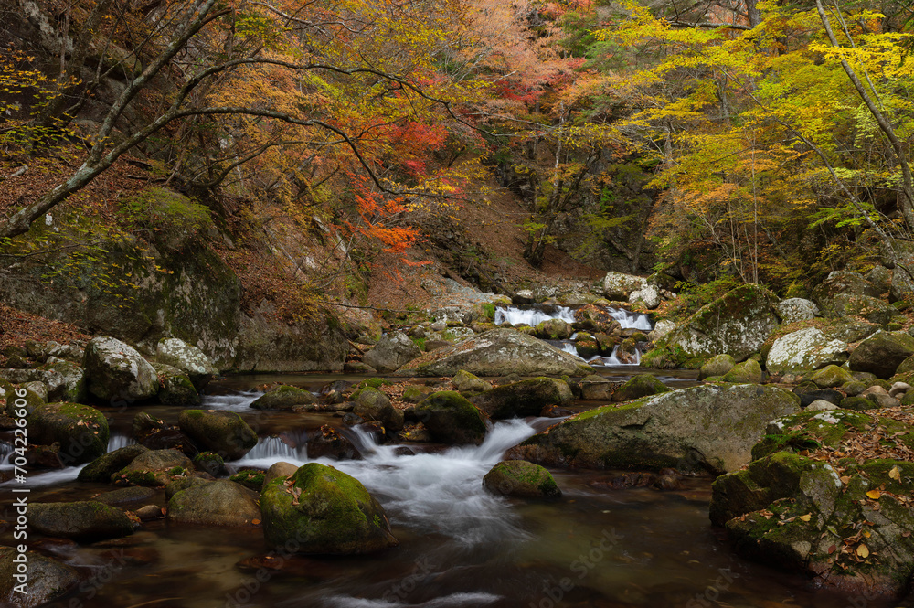 紅葉最盛期の本谷川渓谷と清流